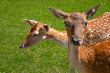 Two graceful deer grazing on lush green grass in a sunlit meadow during daytime