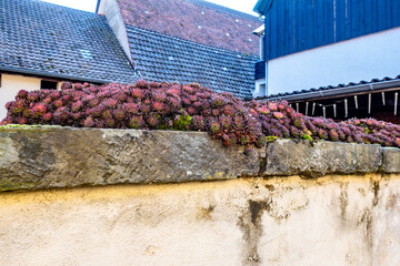 Hauswurzen auf einer Mauer