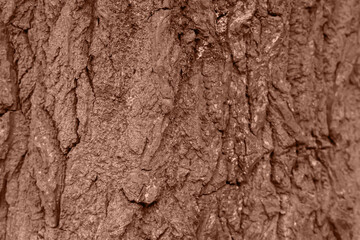Bark on tree trunk, toned in mocha mousse shade. Color of 2025 year