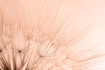 Beautiful fluffy dandelion flower, toned in mocha mousse shade. Trendy color of 2025 year