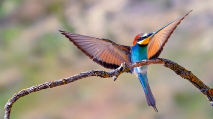Bee-eater, Merops apiaster, Mediterranean Forest, Castilla y Leon, Spain, Europe