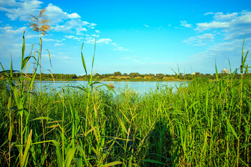 lake view under blue sky through reeds
