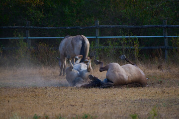 Wild horses of the Konik breed live freely in a protected park, Marchegg, Austria © Tom