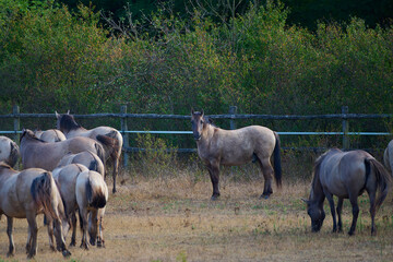 Wild horses of the Konik breed live freely in a protected park, Marchegg, Austria © Tom