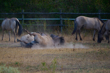 Wild horses of the Konik breed live freely in a protected park, Marchegg, Austria © Tom