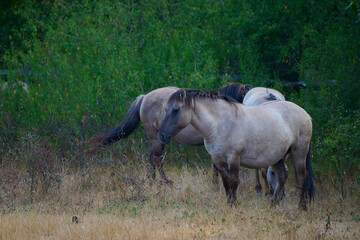 Wild horses of the Konik breed live freely in a protected park, Marchegg, Austria © Tom