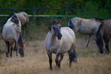 Wild horses of the Konik breed live freely in a protected park, Marchegg, Austria © Tom