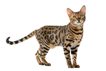 Adult Bengal cat standing on a white background. Bengal Cat Portrait Isolated on White. 