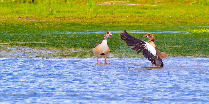 Egyptian Goose, Alopochen aegyptiaca, Biesbosch National Park, Noord-Brabant Province, Holland, Netherlands, Europe