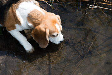 Cute beagle dog drinking water from lake