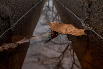 Composición de una hoja caída en invierno en Madrid