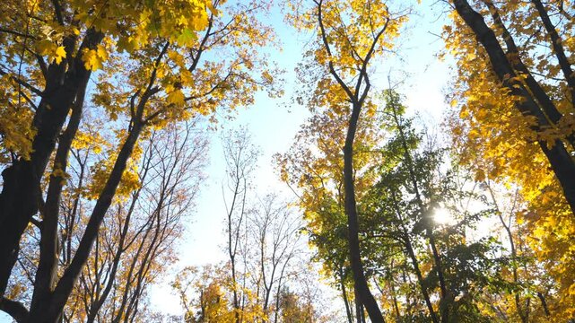 View to tree tops with yellow maple leaves and sky at background. Colorful foliage on trees gently swaying in wind. Bright sun shining through lush wood branches. Slow motion Dolly shot