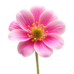 Obraz premium Beautiful Pink Flower Blossom Isolated Black Background art bloom petal plant macro fresh 