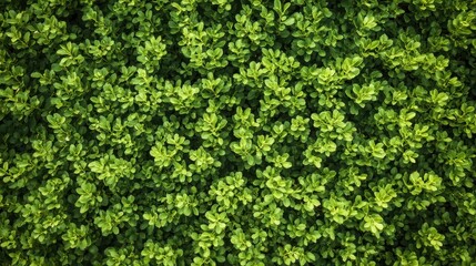 Dense Green Bush Leaves Seamless Pattern, Natural Foliage Texture Background.