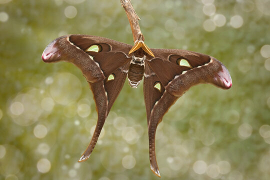 Nachtfalter, Coscinocera hercules