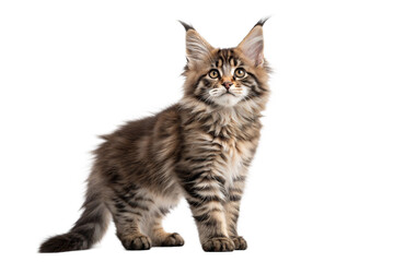 Maine coon kitten isolated on white. Maine coon kitten standing in front of white background. Studio photo.