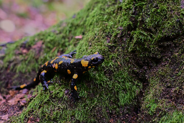 Rare species of amphibian Fire salamander ,, slalmandra salamandra,, in Carpathian forest, Slovakia