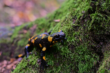 Rare species of amphibian Fire salamander ,, slalmandra salamandra,, in Carpathian forest, Slovakia
