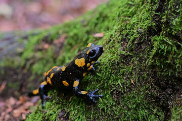 Rare species of amphibian Fire salamander ,, slalmandra salamandra,, in Carpathian forest, Slovakia