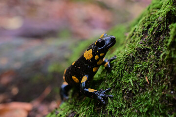 Rare species of amphibian Fire salamander ,, slalmandra salamandra,, in Carpathian forest, Slovakia