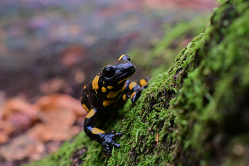 Rare species of amphibian Fire salamander ,, slalmandra salamandra,, in Carpathian forest, Slovakia