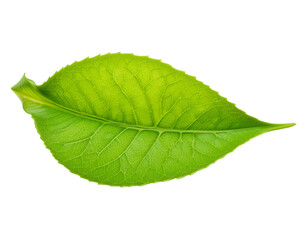 Green Leaf Isolated on Transparent Background. A single green leaf isolated on a transparent or white background. This detailed depiction showcases the leaf's natural texture, visible veins.