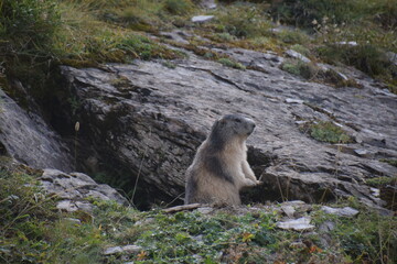 marmotte