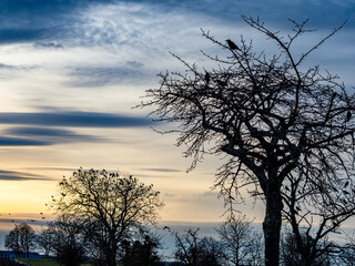 Obstbäume im Winter