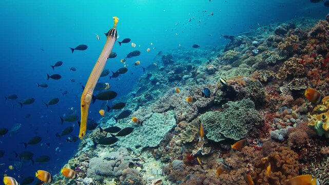Colorful chinese trumpetfish swimming vertically near a vivid and healthy coral reef near Bali. Nusa Penida island diving spot of Toyapakeh