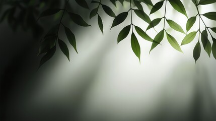 Lush Green Leaves with Soft Light and Gentle Shadows in Background