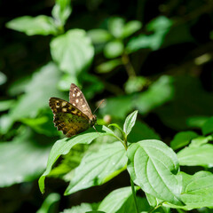 Pararge aegeria | Speckled wood butterfly with brownish colored wings, basking on a wild blackberry leaf  