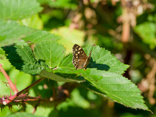 Pararge aegeria | Speckled wood butterfly, chocolate-brown wings adorned with creamy-yellow spots and black eyespots, feeding sugary liquid excreted by small insects on leaves