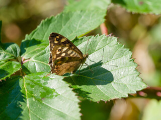 Pararge aegeria | Speckled wood - Enfield eye - Wood argus. Remarkably butterfly with chocolate-brown wings and pale eye-spots, replicating dappling sunlight