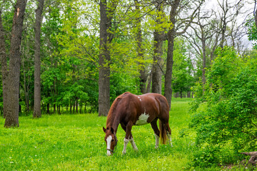a horse grazes in a meadow