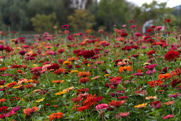 field of zinnia flowers in the park