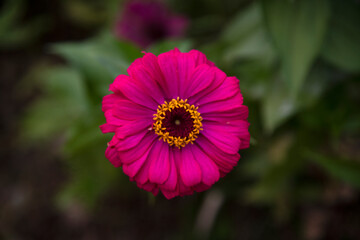 close-up of the zinnia flower