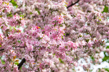 blooming pink apple tree