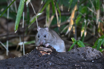 ドブネズミ street rat