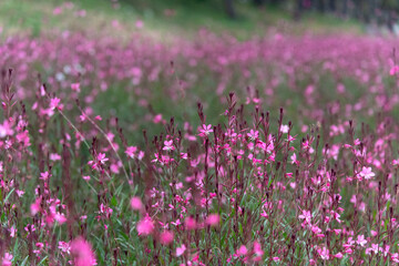 Naklejka premium field of gaura flowers in the park