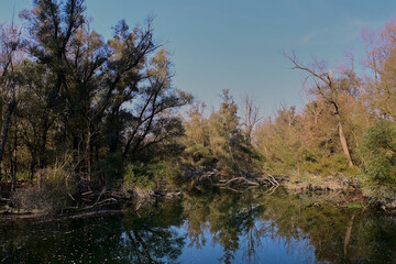 Obraz premium Branches of the Danube River on a sunny winter day, Danubian wetland, Slovakia