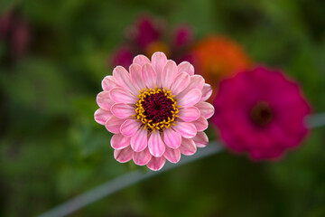 close-up of the zinnia flower