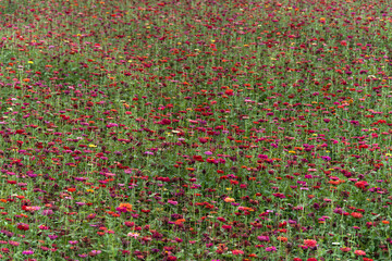 field of zinnia flowers in the park