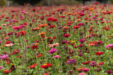 field of zinnia flowers in the park