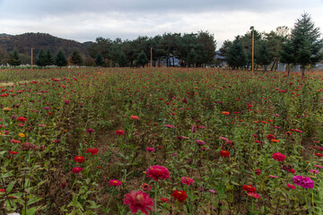field of zinnia flowers in the park