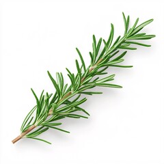 Fototapeta premium Single Fresh Rosemary Sprig Isolated on a Clean White Background