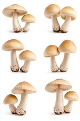 Mushrooms displayed in various angles on white background