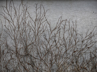 Schäden durch Efeu an der Hauswand