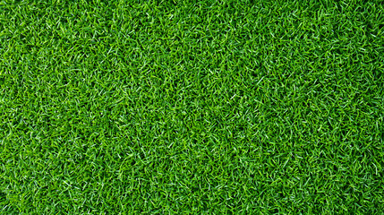 Obraz premium Top view short green grass background