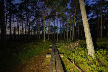 Estonian bog forest at dusk. A path leading into the unknown.