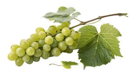 Obraz premium A Fresh Cluster of Green Grapes Attached to a Stem with Lush, Vibrant Detail on Transparent Background PNG